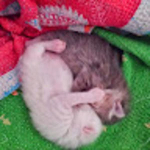 Meet your Posher, Barbara